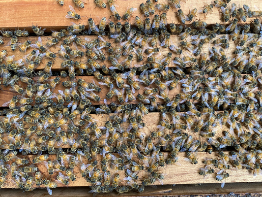 Is The Beekeeping Industry Under Attack? A Deep Dive into Fake Honey