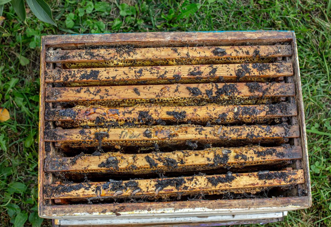 Varroa Isn't the Only Reason Why Your Hive Absconded this Fall..