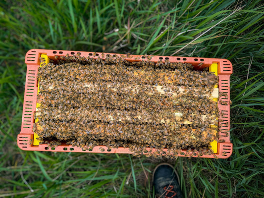 One of our nucs we had ready for our customers spring pick up!