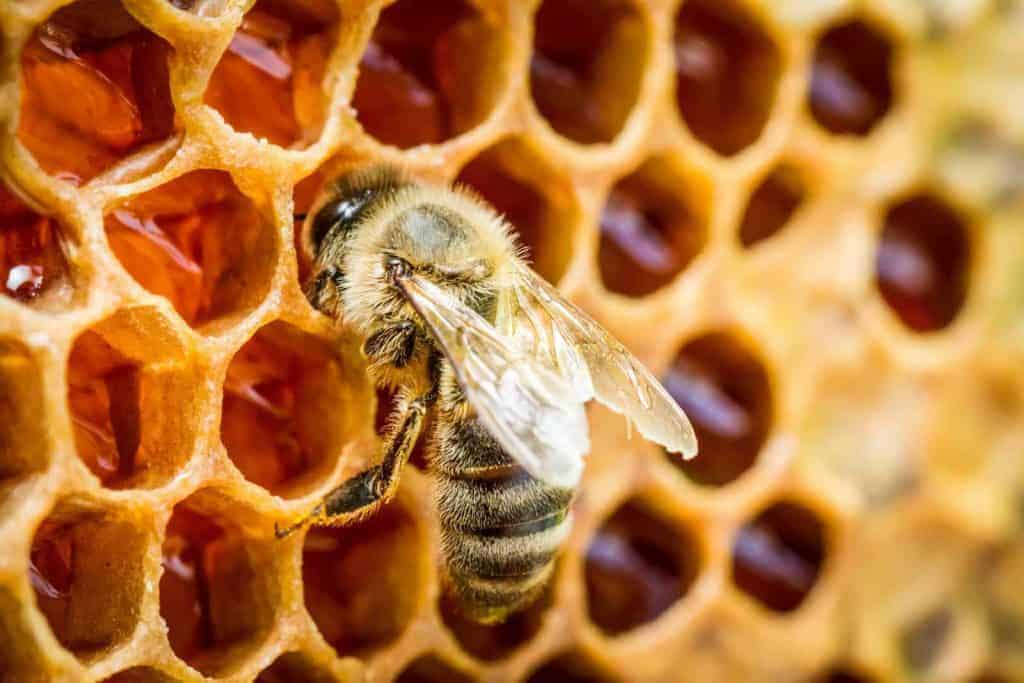 Can Honey Be Our Cure For Cancer?