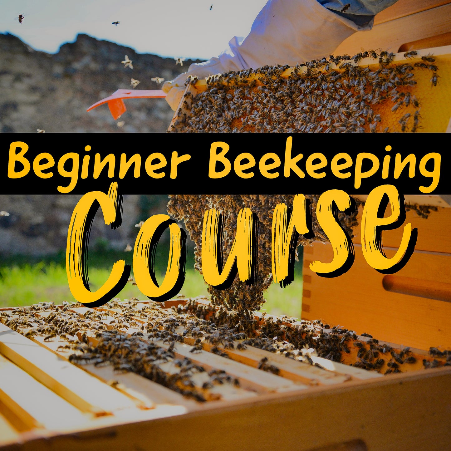 Online Beginners Beekeeping Course (for the ABSOLUTE beginner)