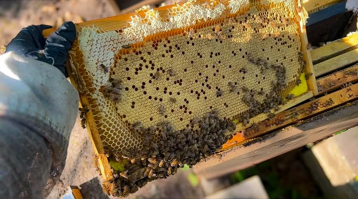 A frame from our spring nucs full of capped brood and spring honey