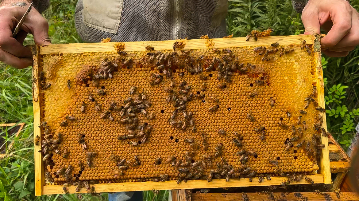 A frame full of capped brood and honey