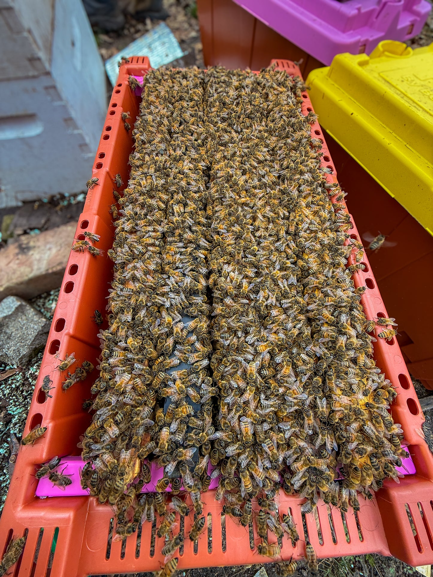 One of our spring nucs ready for pick up in the ProNuc box