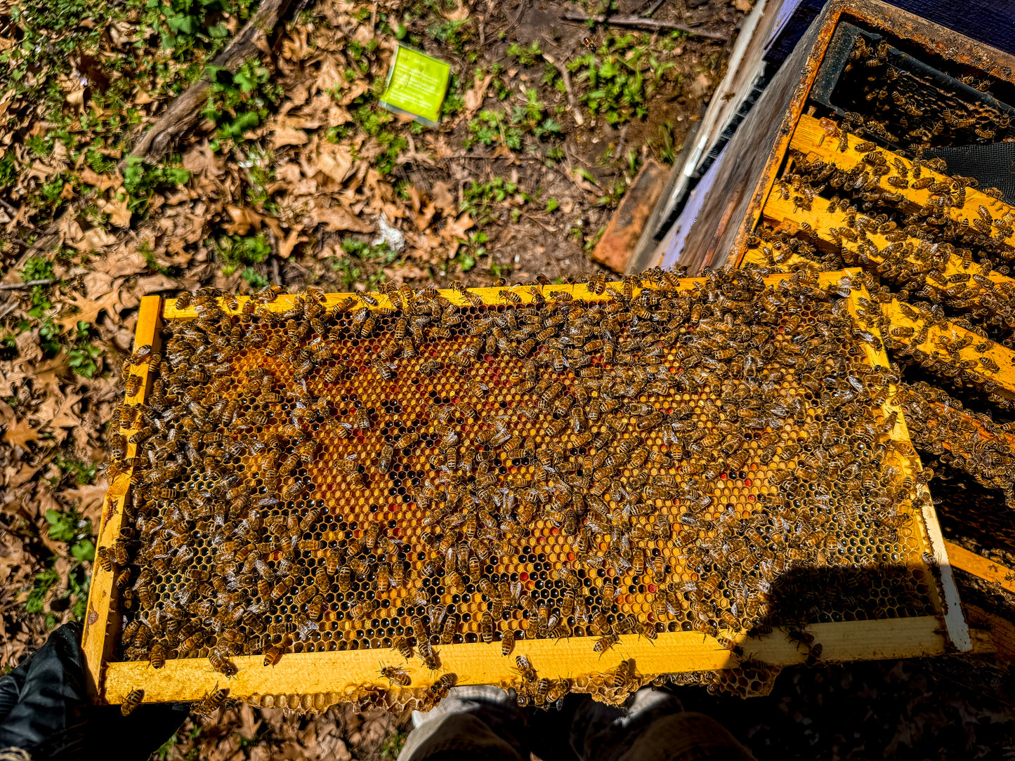 A frame full of pollen and honey
