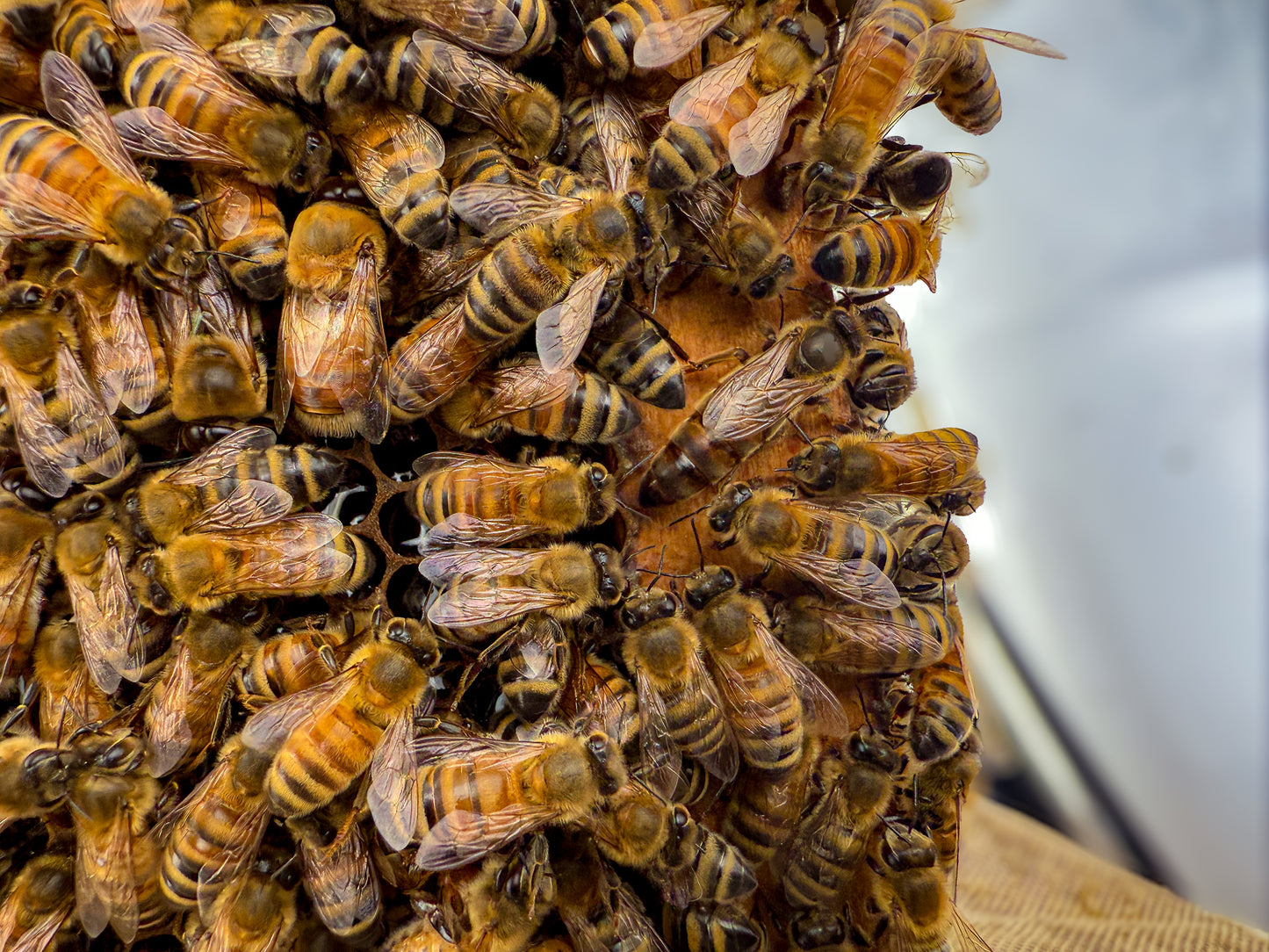 Close up of a dark colored queen bee