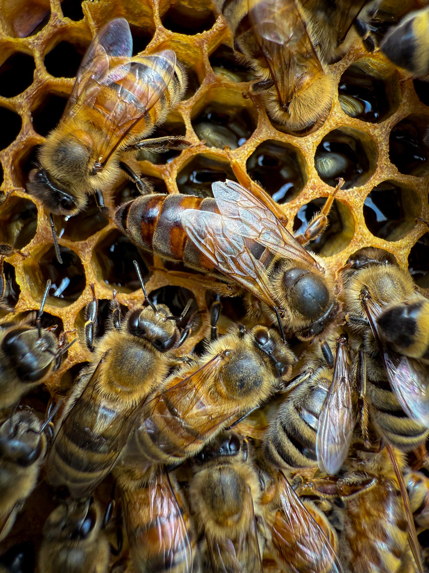 Close up of a beautiful Michigan bred queen