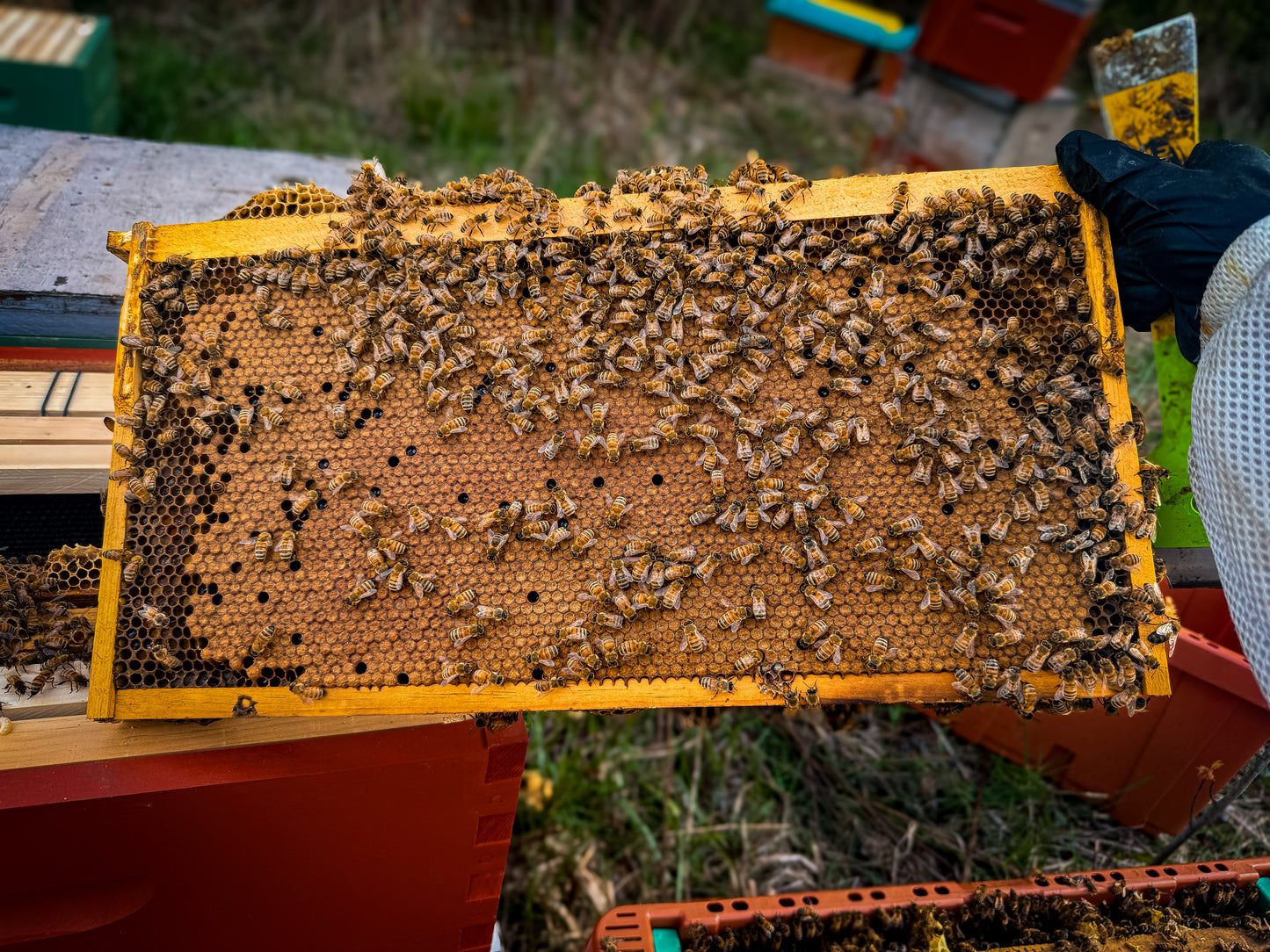 A brood frame with a full pattern from our spring nucs