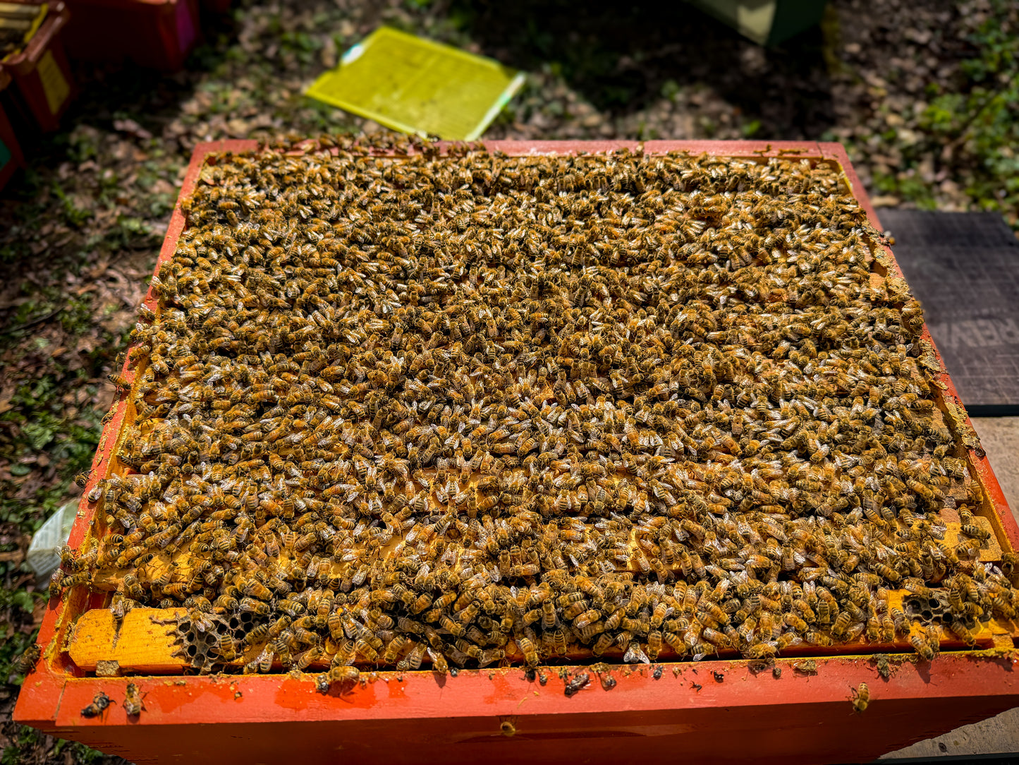 A 10 frame deep hive boiling over with bees