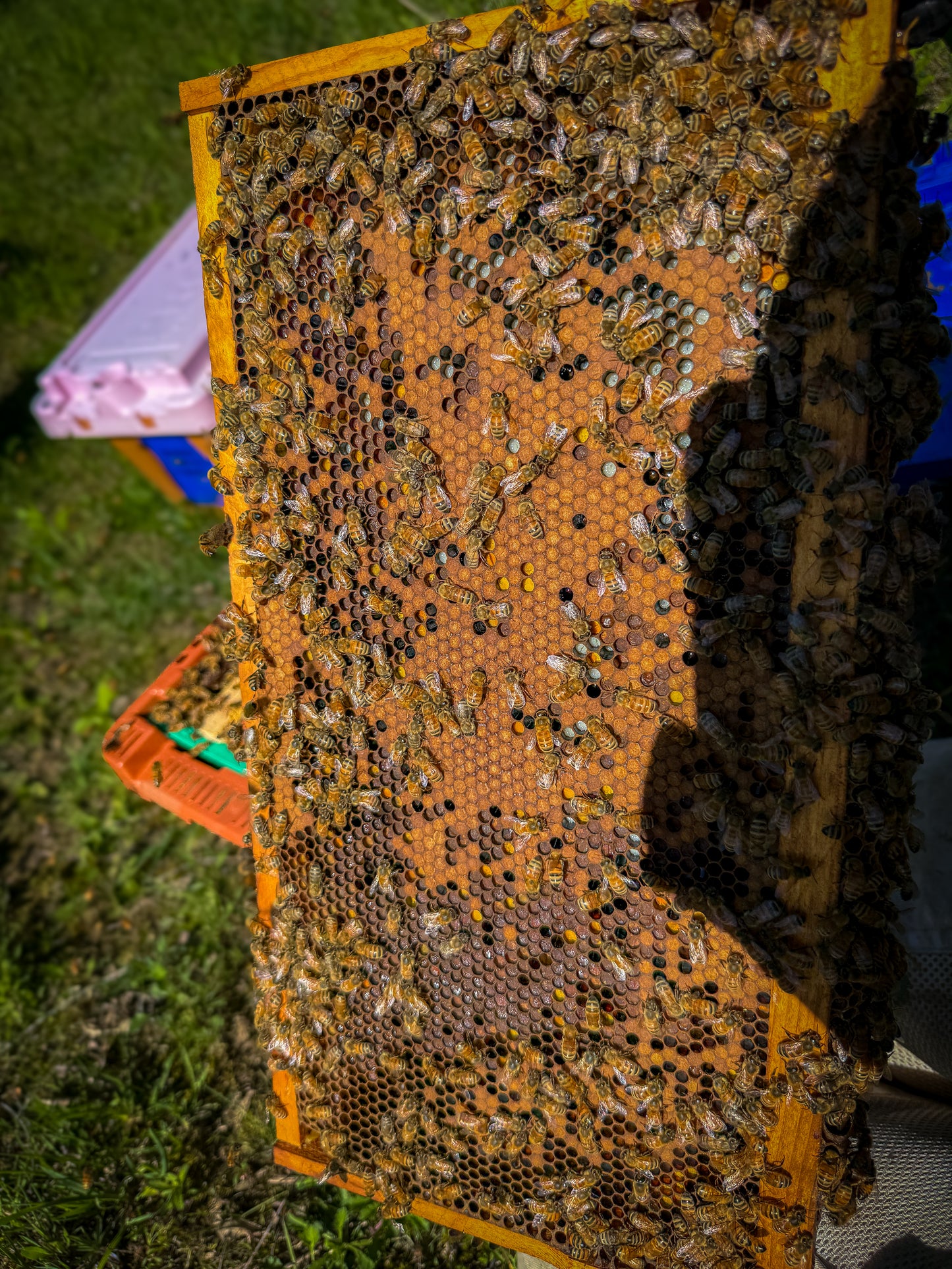 A frame full of bees, capped brood, and pollen.