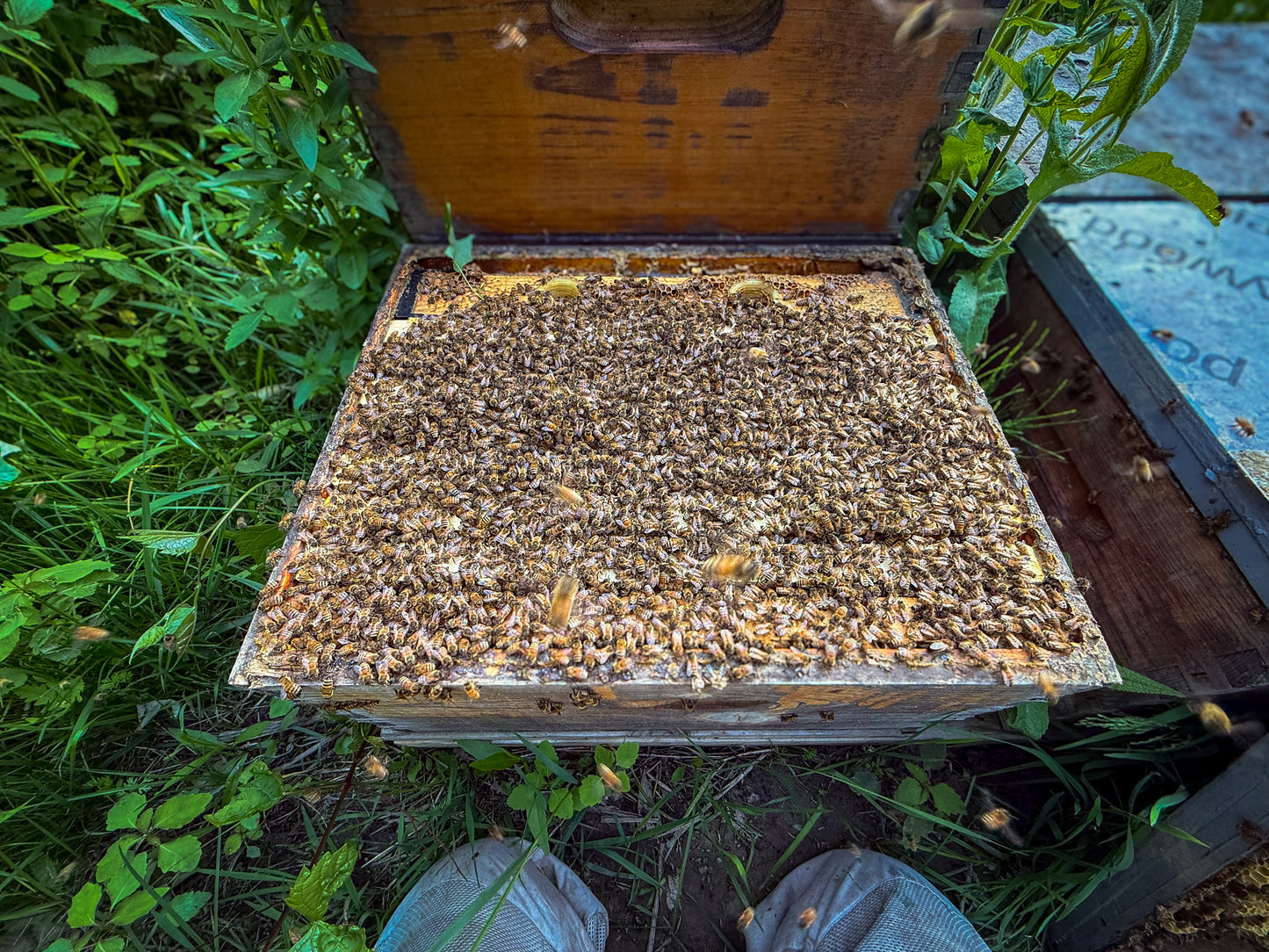 A hive box full of bees that look strong and healthy