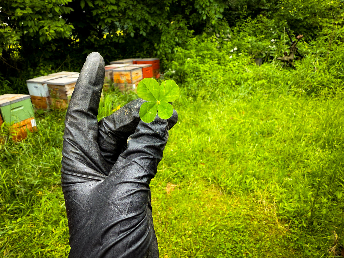 A four leaf clover on nuc pick up day