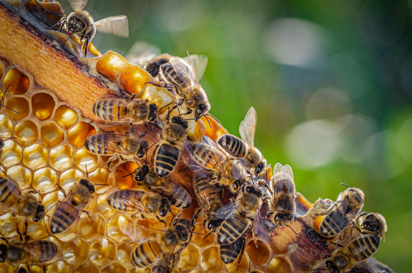 Michigan Wildflower Honey - 16oz