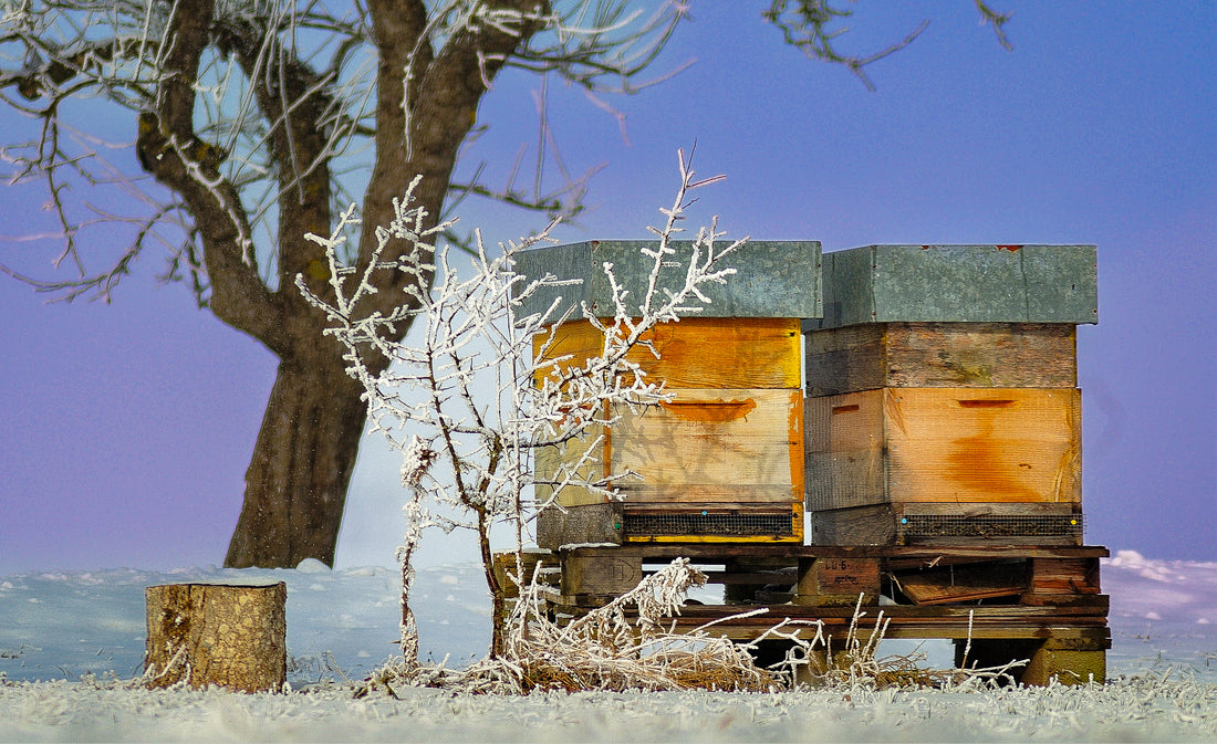 Overwintering Beehives Successfully: 7 Essential Tips