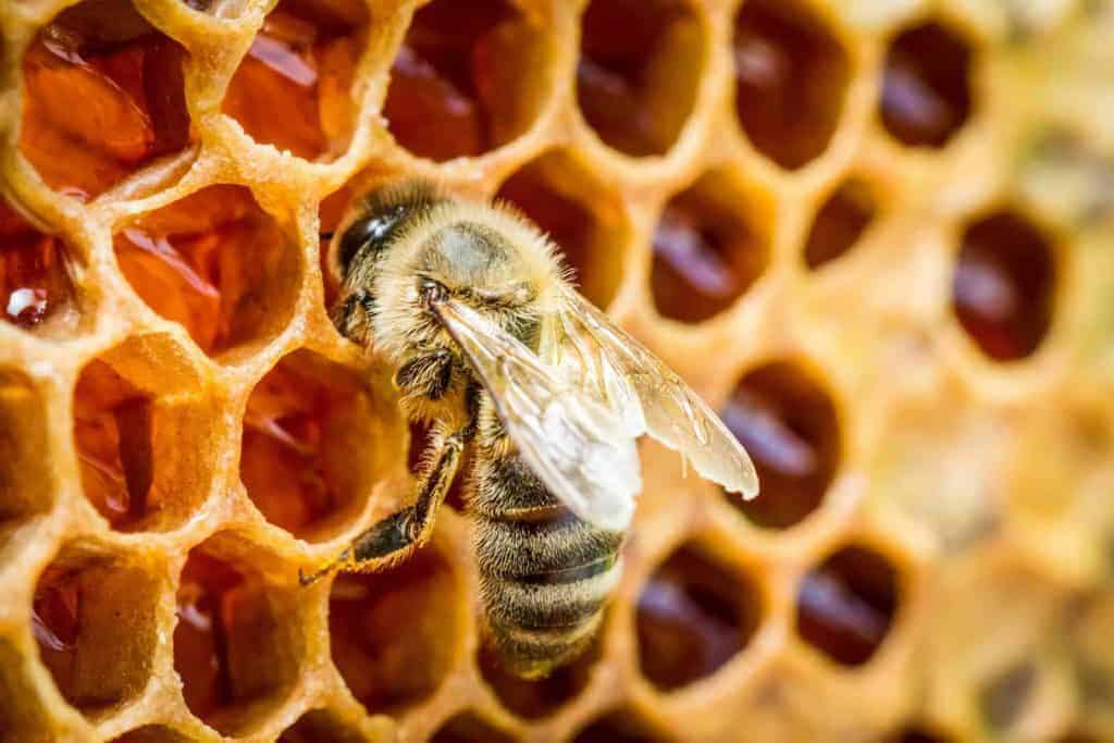 Can Honey Be Our Cure For Cancer?