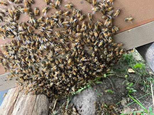 WHEN YOU FIND A SWARM ON THE SIDE OF YOUR BEEHIVE