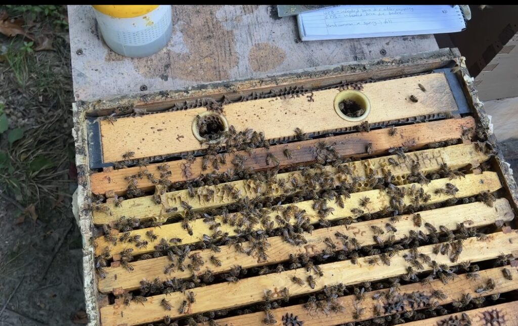 My Bees Were Bubbling Over & Now Half Of Them Are GONE!