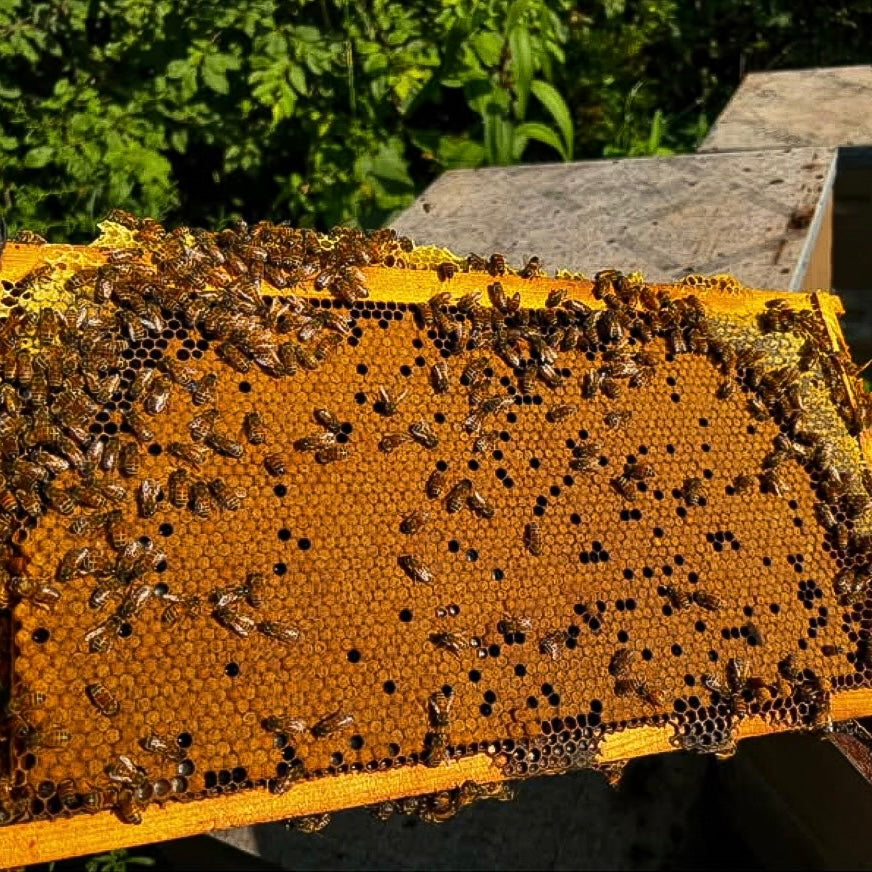 2025 Honey Bee Nucs - Pick up in Hillsdale, Michigan