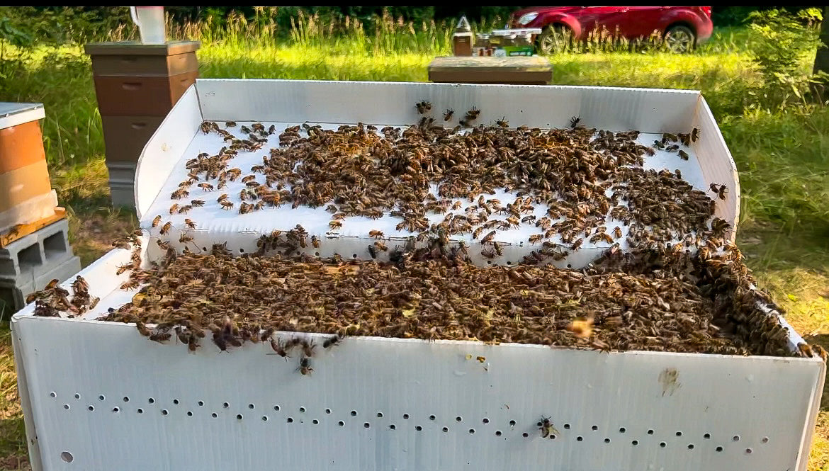 2025 Honey Bee Nucs - Pick up in Hillsdale, Michigan