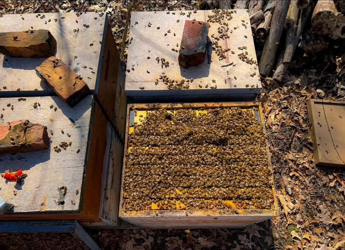 2025 Honey Bee Nucs - Pick up in Hillsdale, Michigan