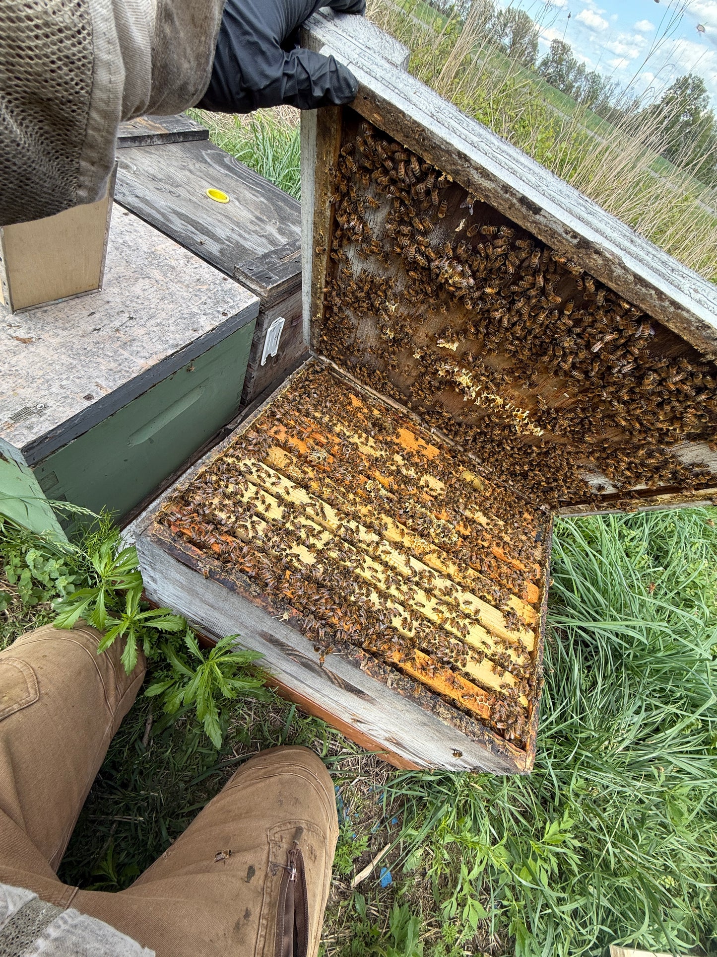 Single Deep Production Colonies – Michigan Bee Hives for Sale (Deposit)