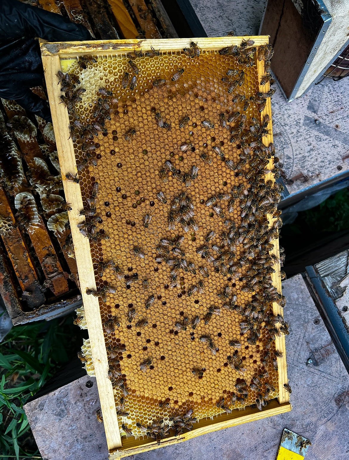 2025 Honey Bee Nucs - Pick up in Hillsdale, Michigan