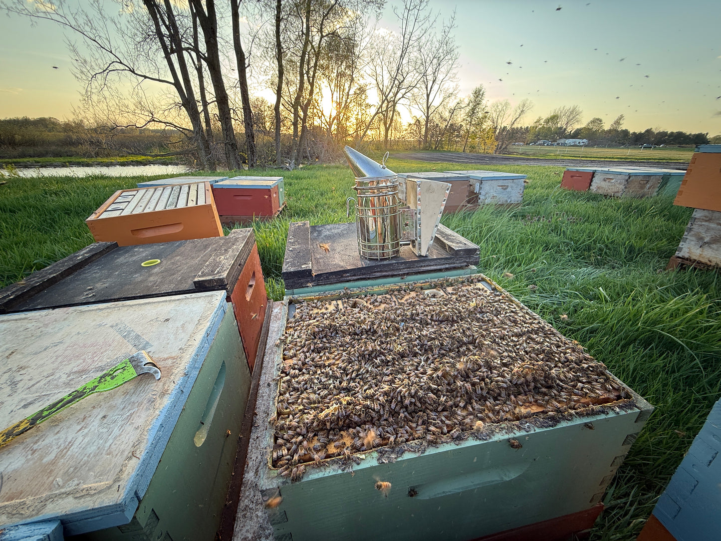 Single Deep Production Colonies – Michigan Bee Hives for Sale (Deposit)