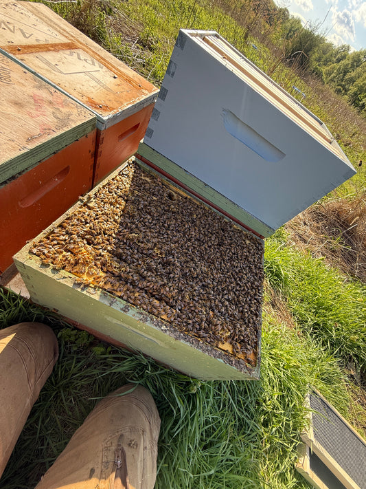 Single Deep Production Colonies – Michigan Bee Hives for Sale (Deposit)