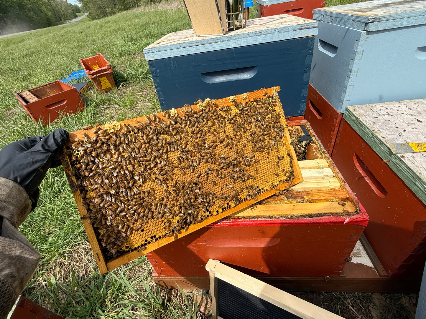Single Deep Production Colonies – Michigan Bee Hives for Sale (Deposit)