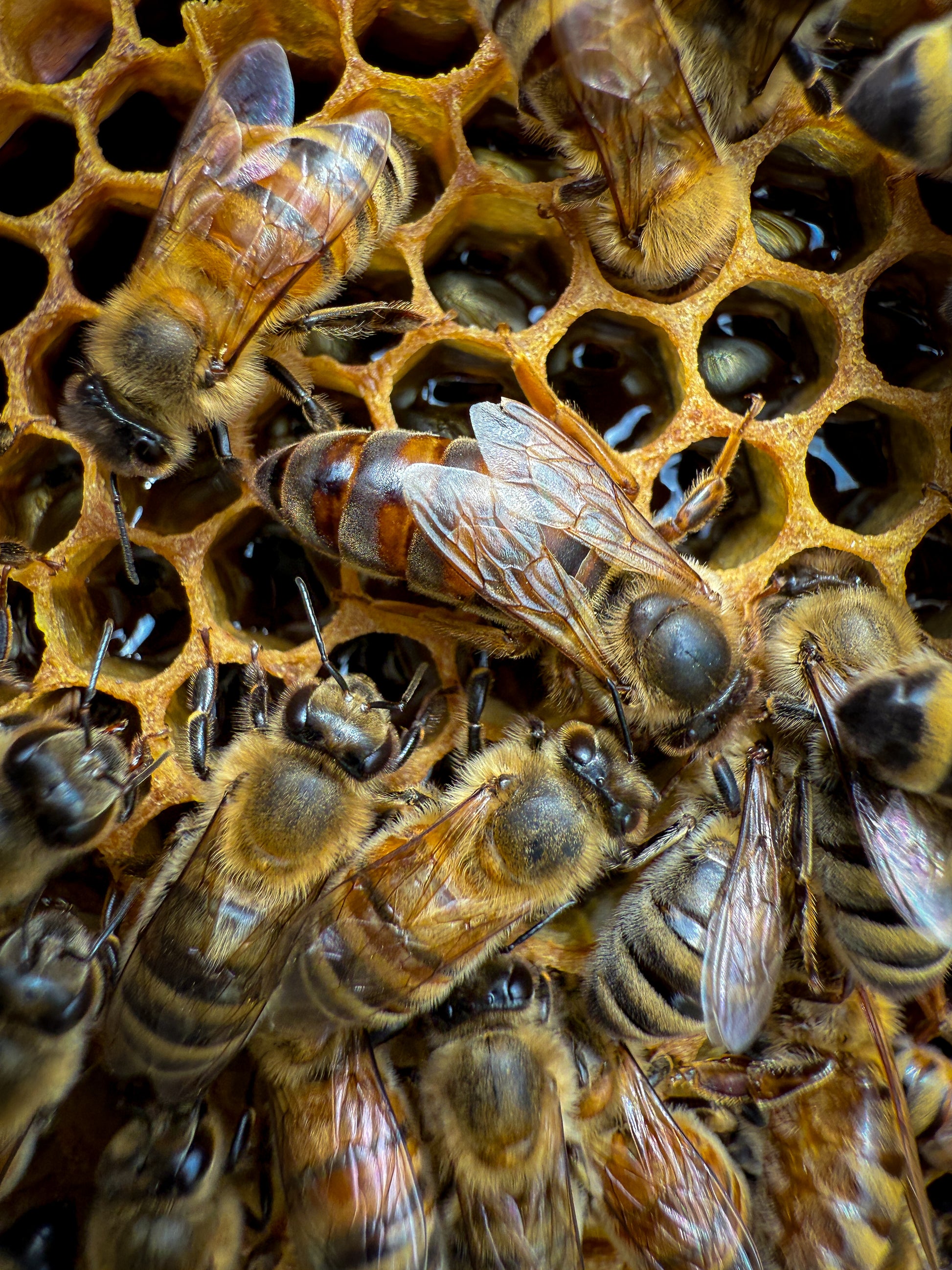 Close up of a beautiful Michigan bred queen