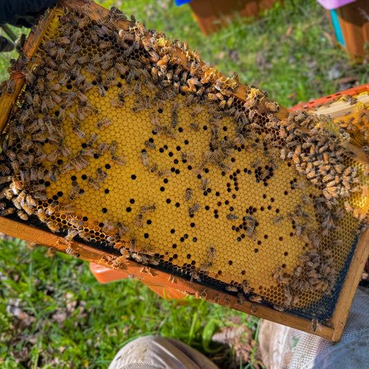 A full brood frame with bees from our spring nucs