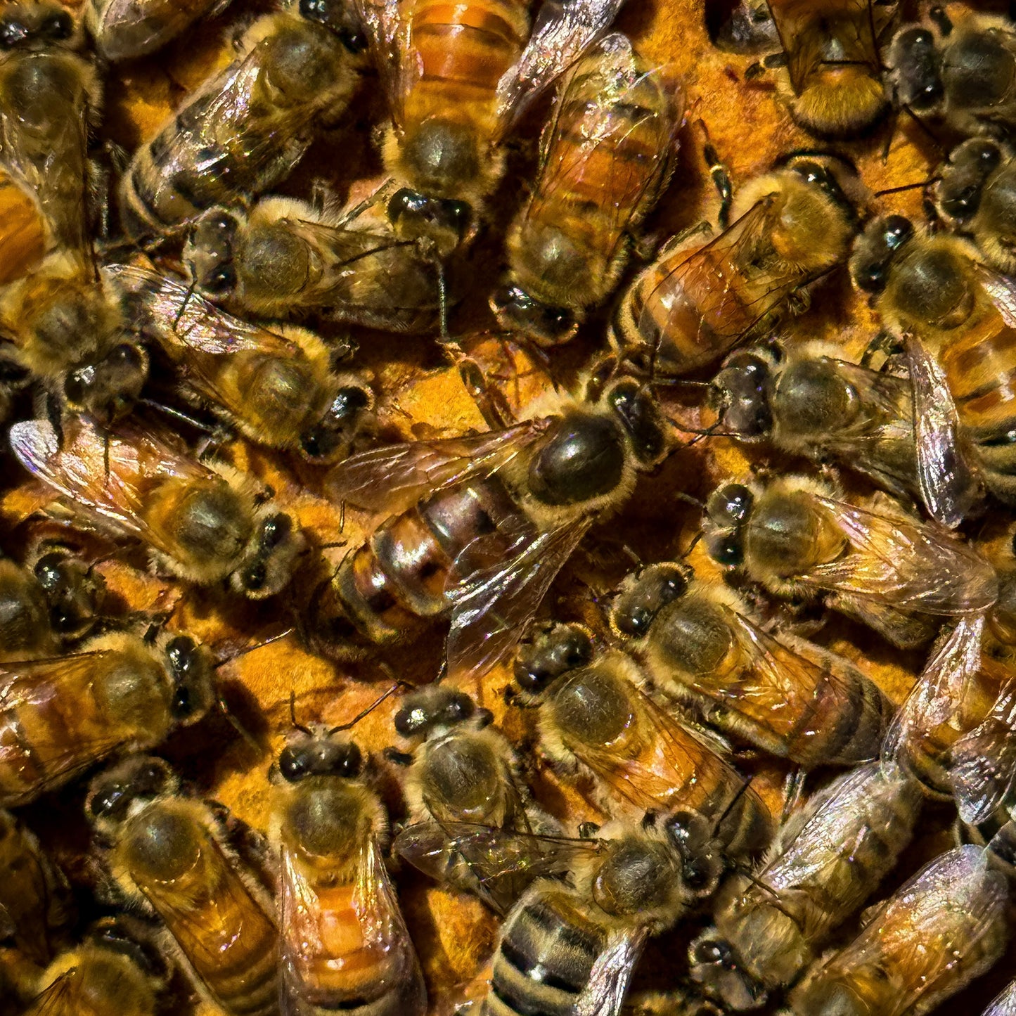 Black queen bee, carnolian