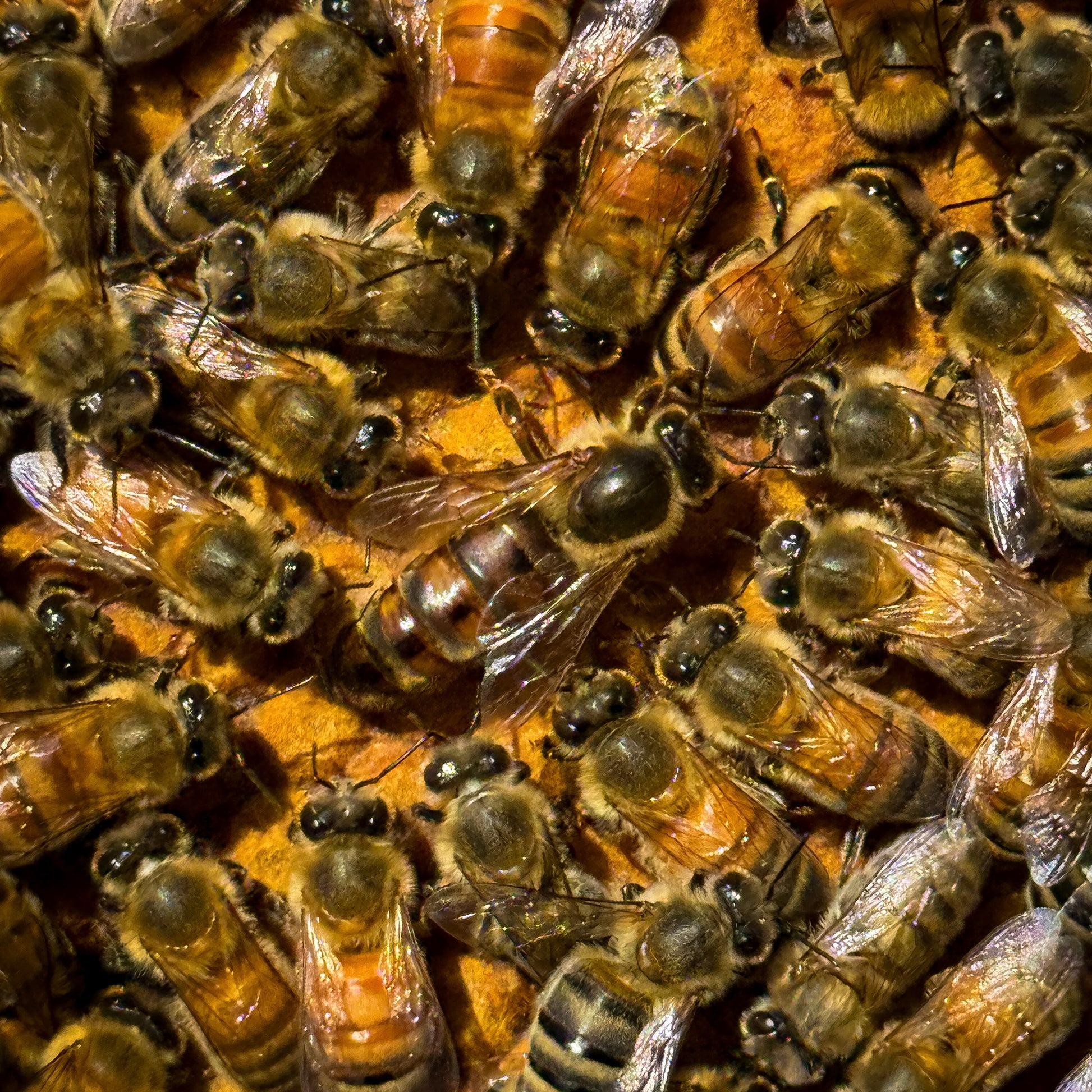 Black queen bee, carnolian