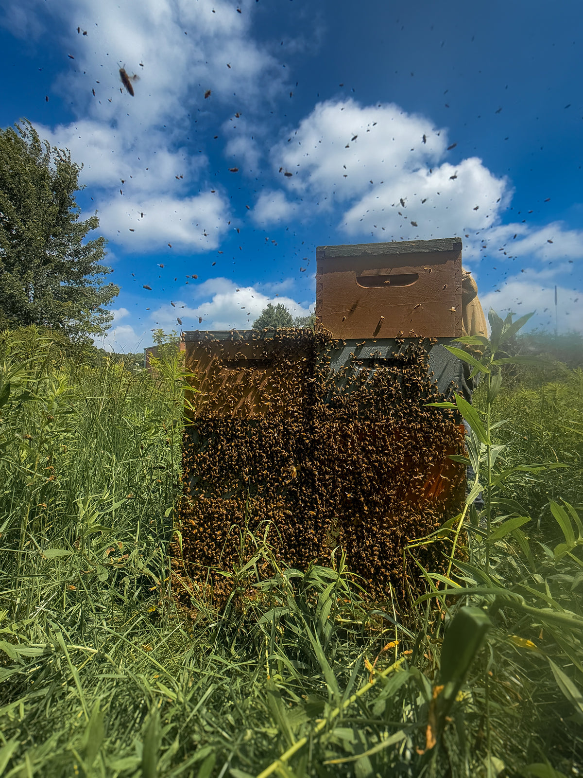 Michigan Wildflower Honey - 16oz
