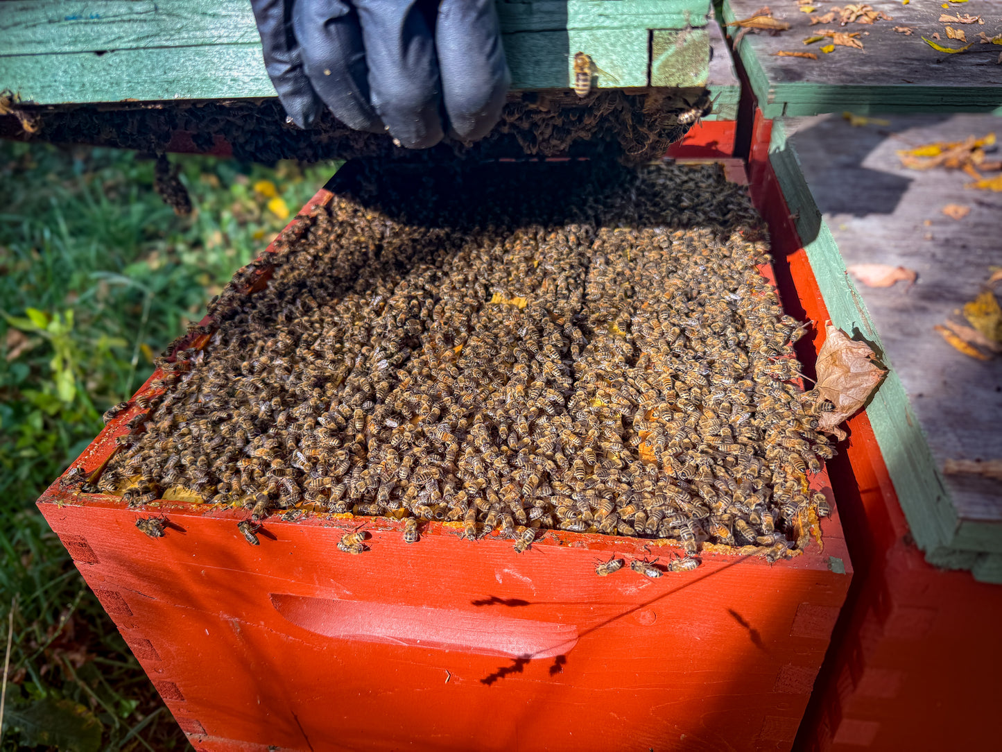 Bees overflowing from bee hive in the fall