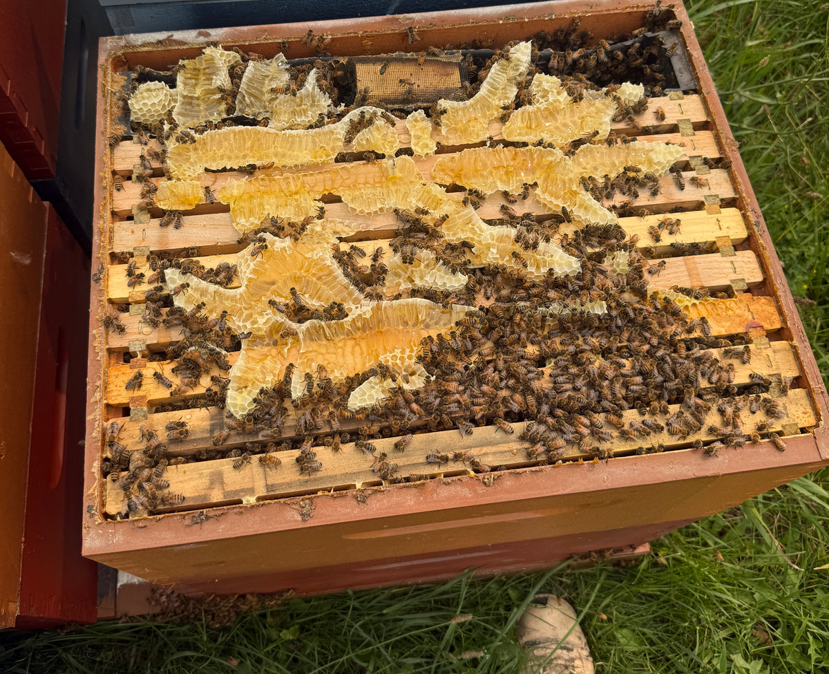 Michigan Wildflower Honey - 24oz
