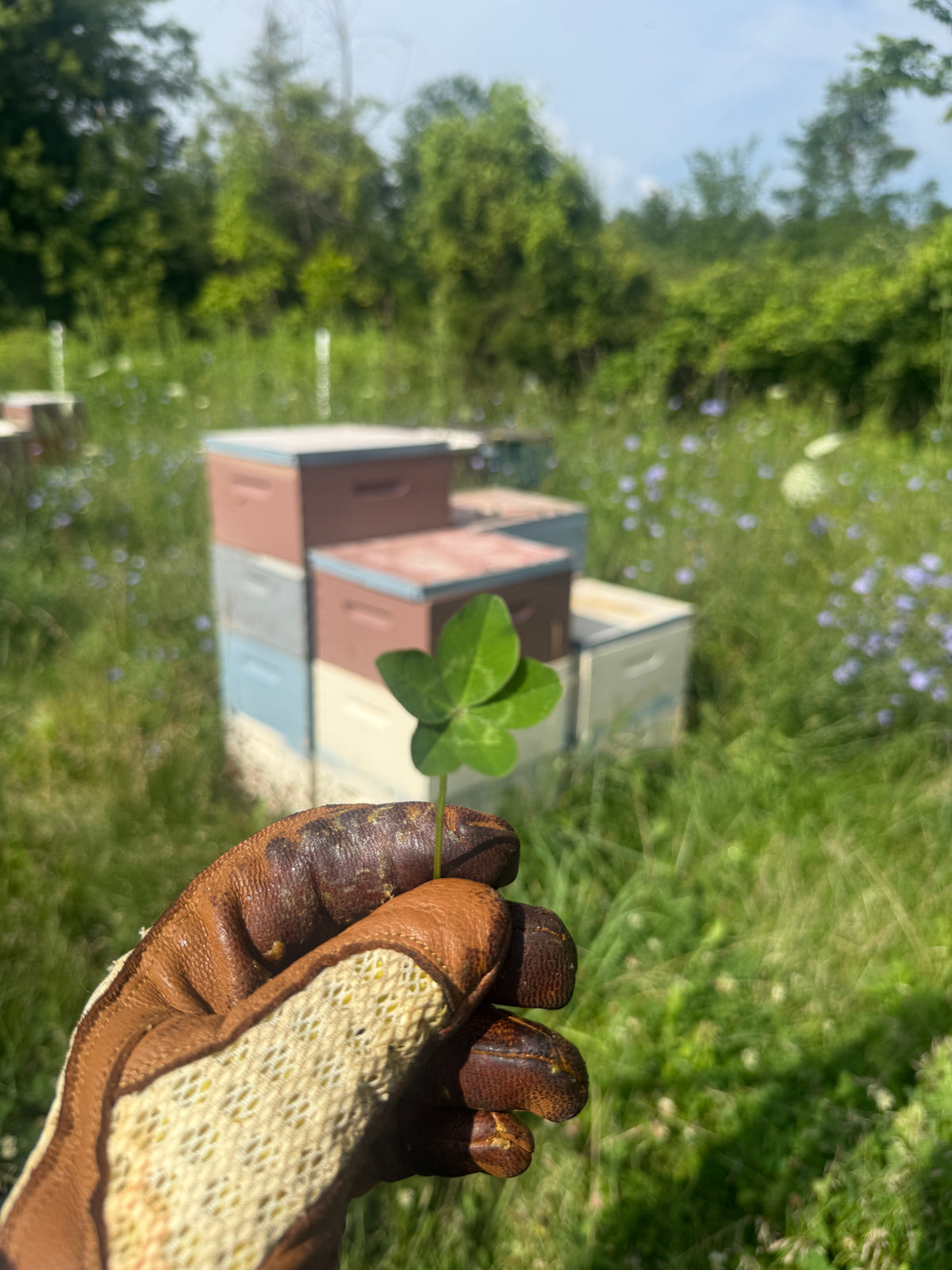 Michigan Wildflower Honey - 24oz