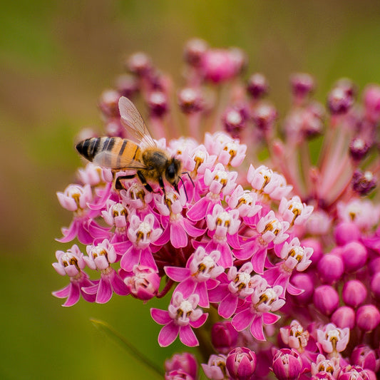 FREE Bee-Friendly Planting Guide PDF – Pollinator Garden Flowers by Zone