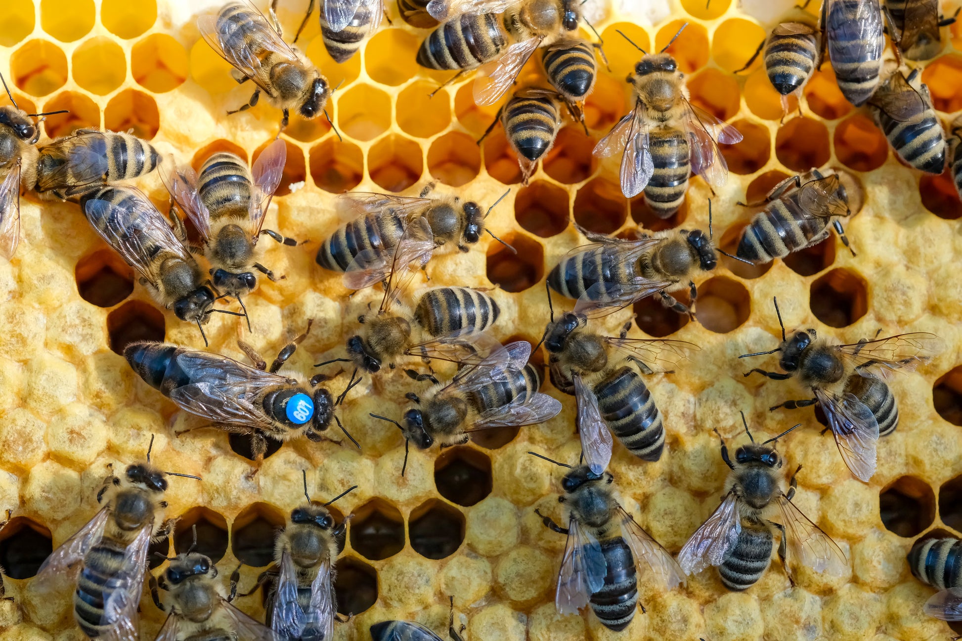 Black 2025 carnolian queen bee