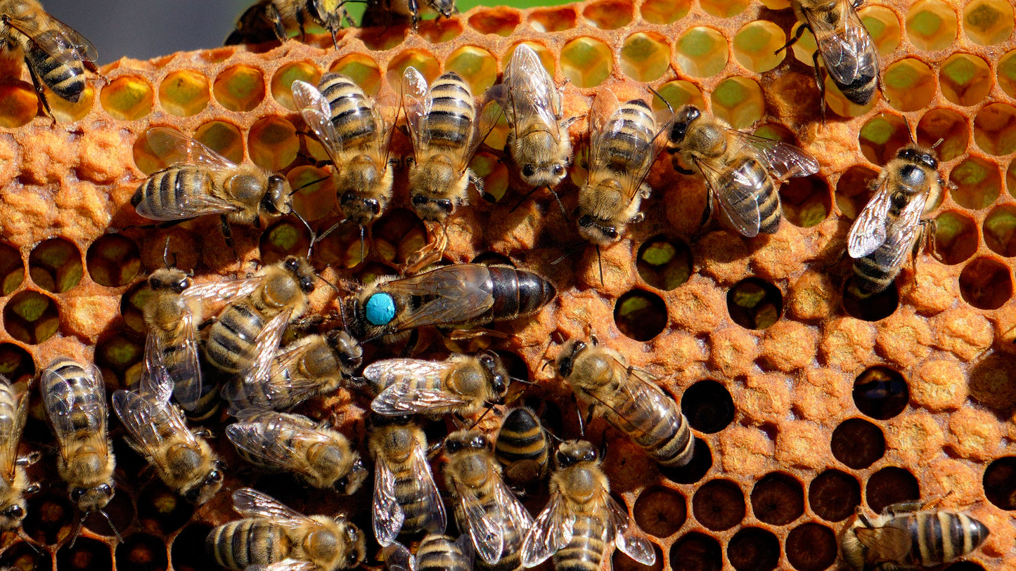 Black carnolian queen bee with a blue dot