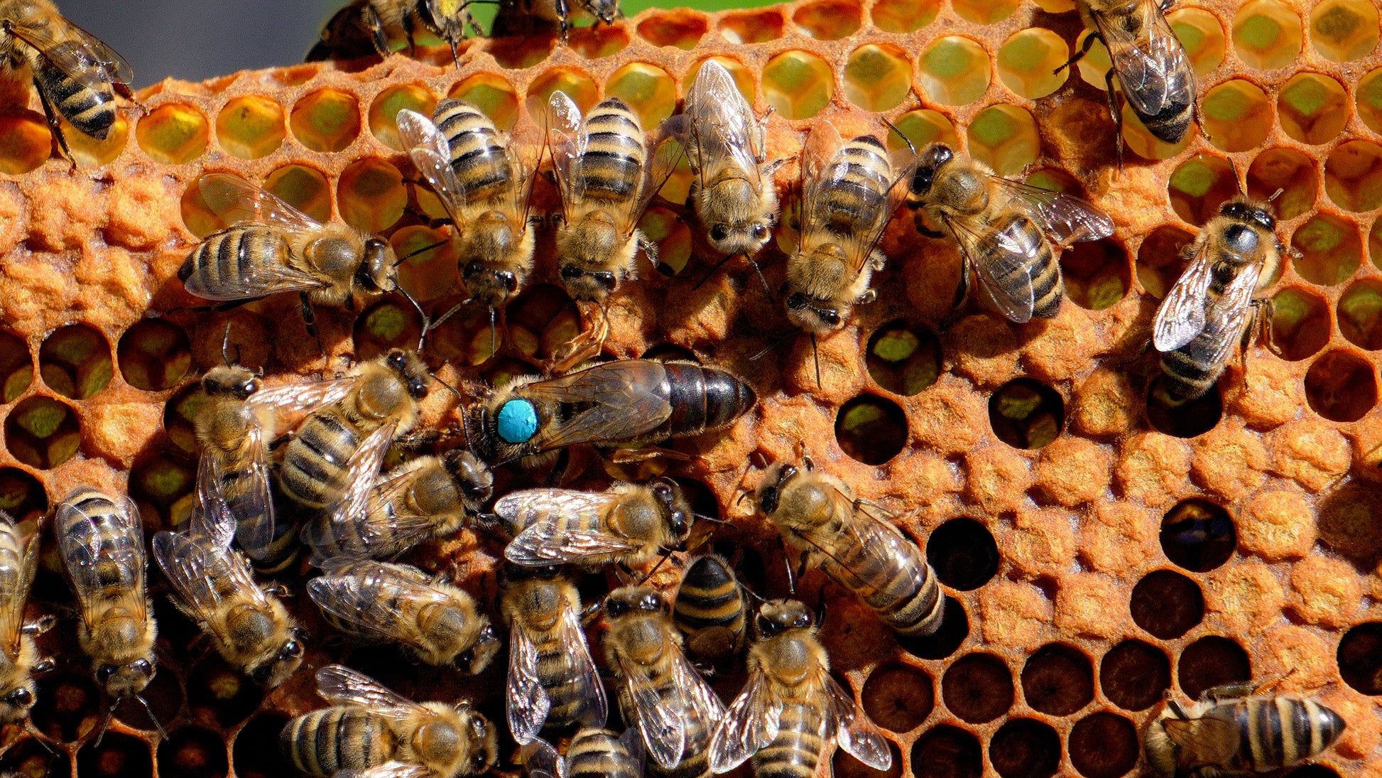Black carnolian queen bee with a blue dot