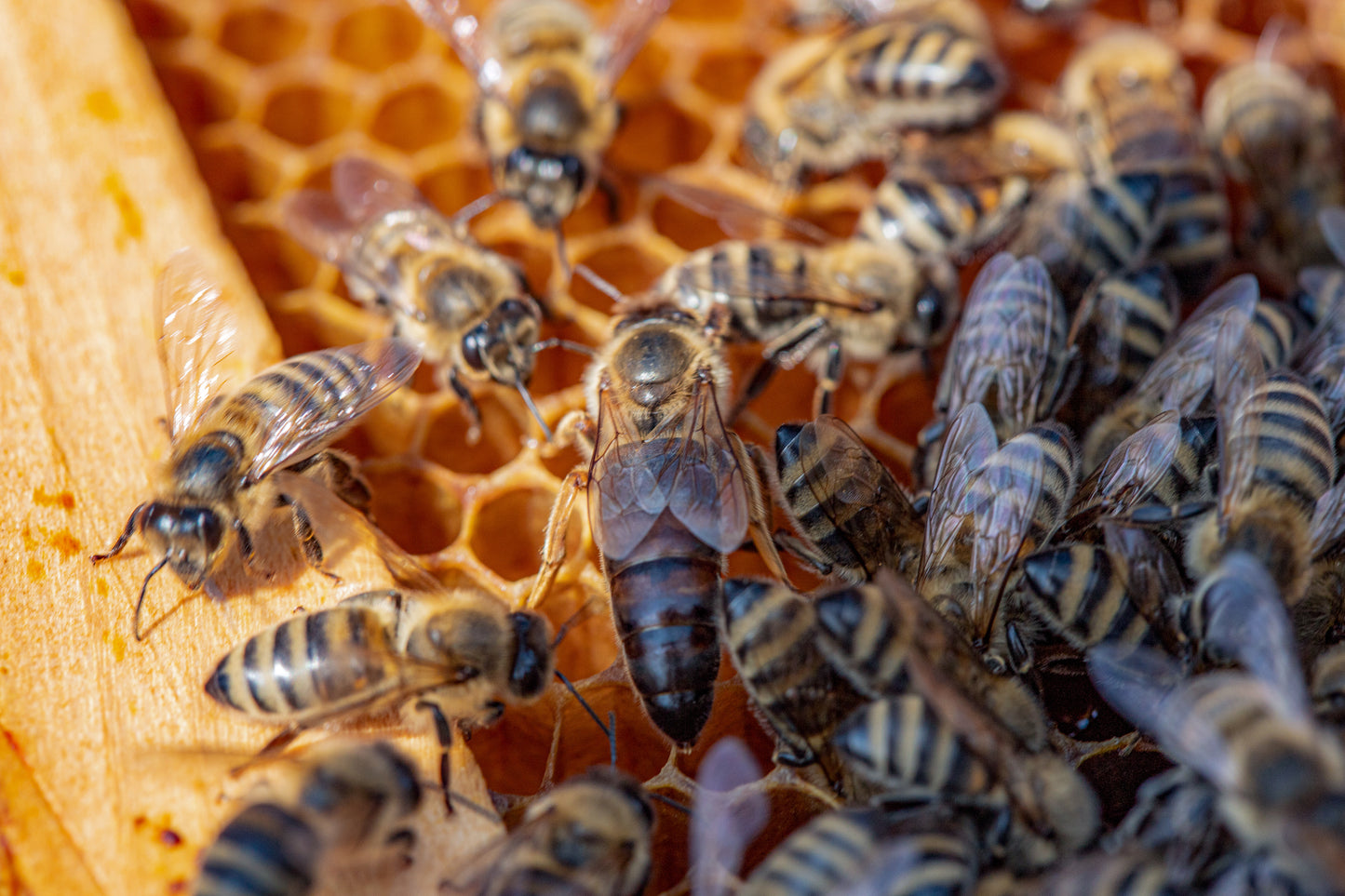 Black carnolian queen bee
