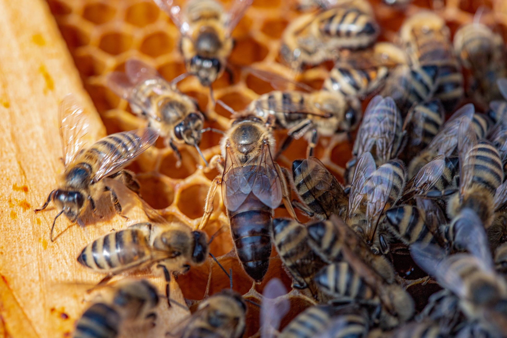Black carnolian queen bee