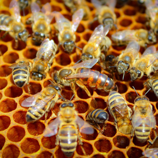 Beautiful Carnolian queen bee