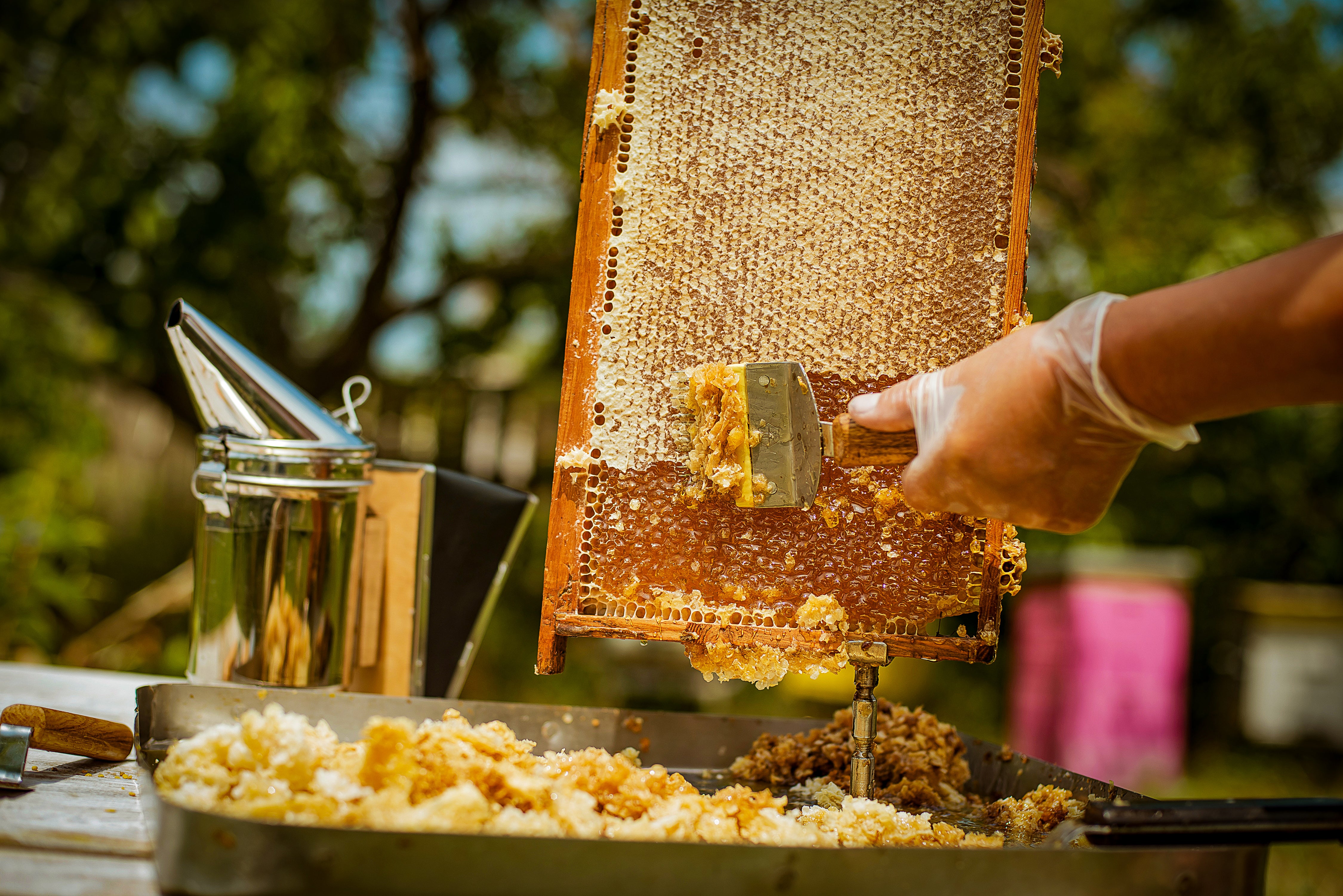 Michigan Wildflower Honey - 16oz – BeeFit Beekeeping
